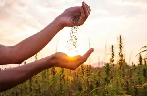 Comparative Analysis: Autoflower vs. Regular Cannabis Seeds