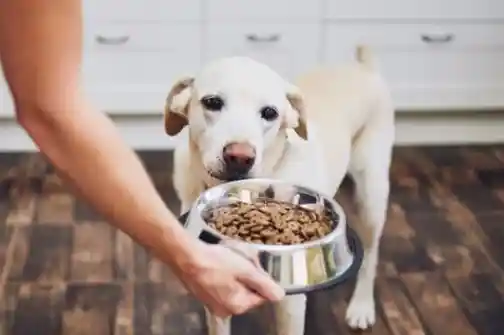 Why Human-Grade Dog Food is the Best Choice for Your Furry Friend